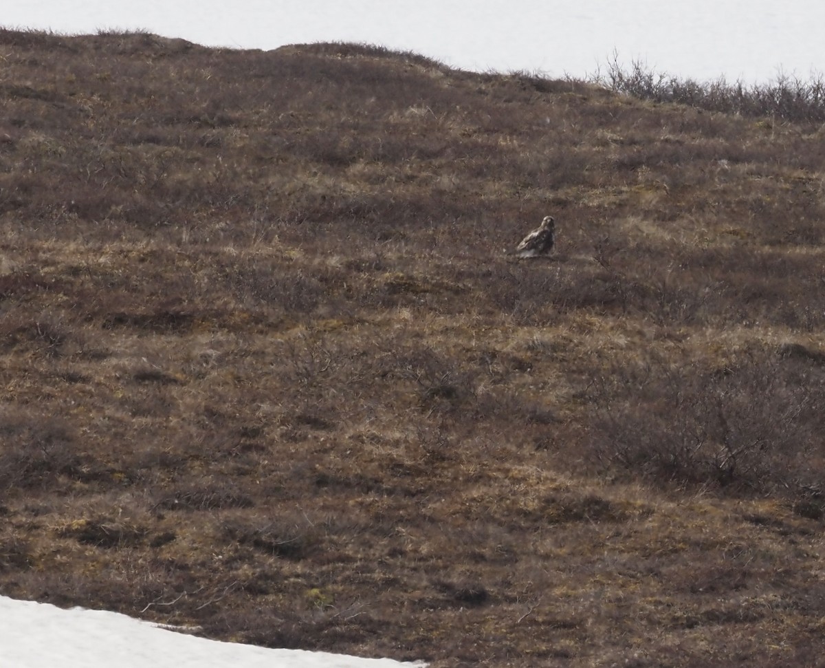 Rough-legged Hawk - Bob Foehring