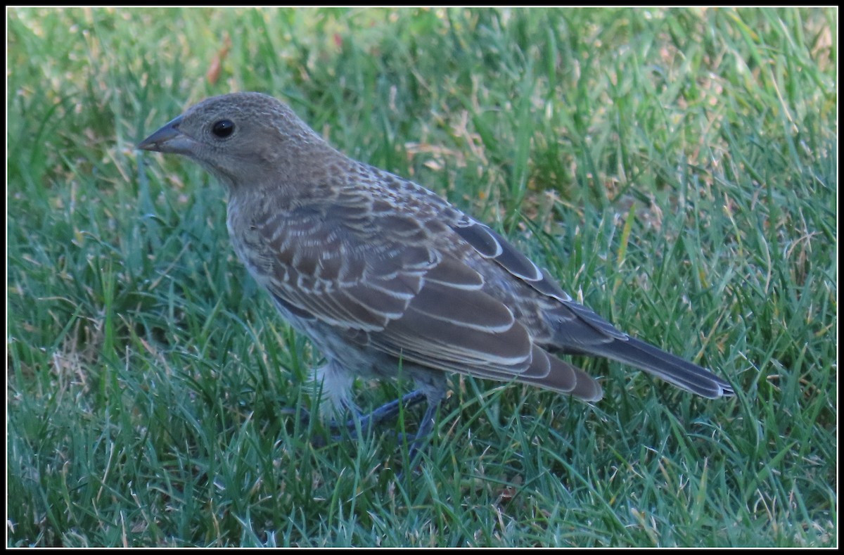 Brown-headed Cowbird - ML467058821