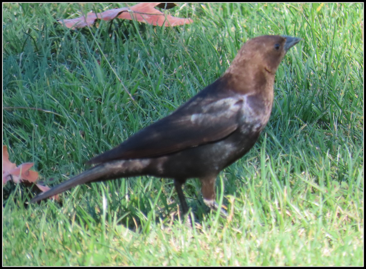 Brown-headed Cowbird - ML467058851