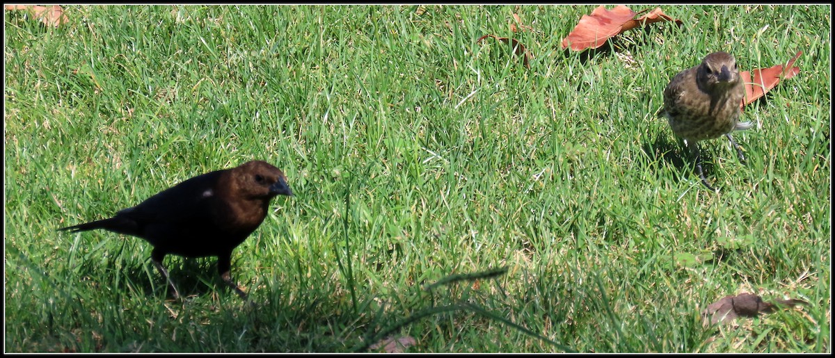 Brown-headed Cowbird - ML467058861