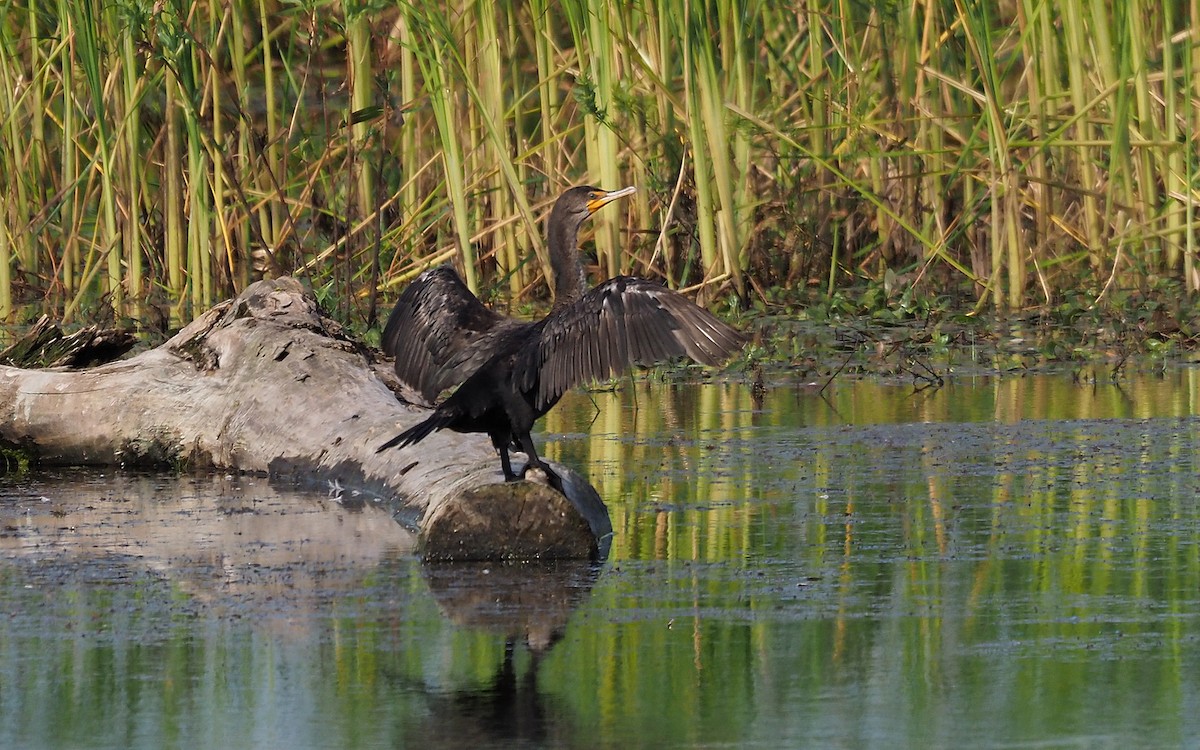 Double-crested Cormorant - ML467059121