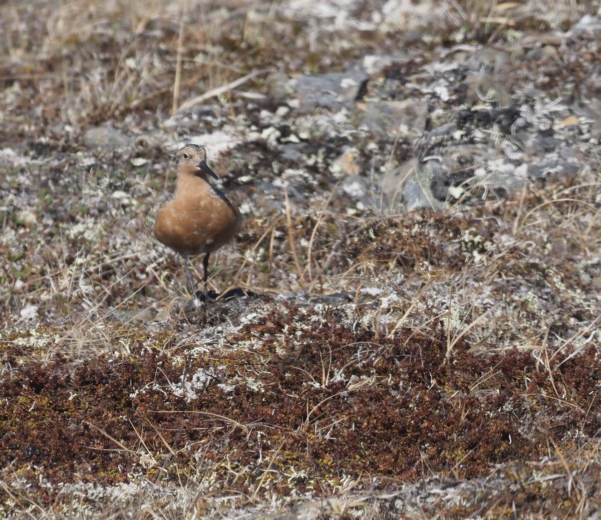 Red Knot - ML467060791