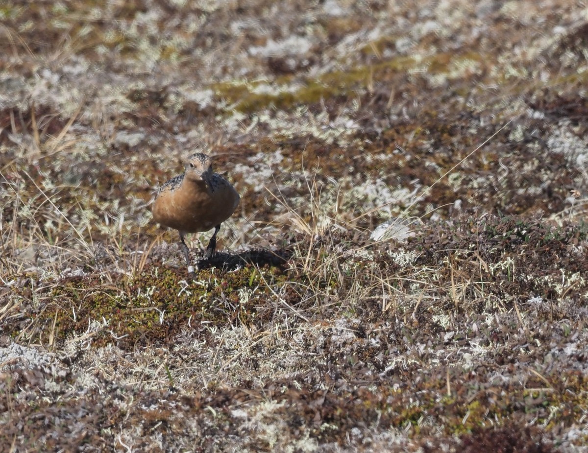 Red Knot - ML467061081