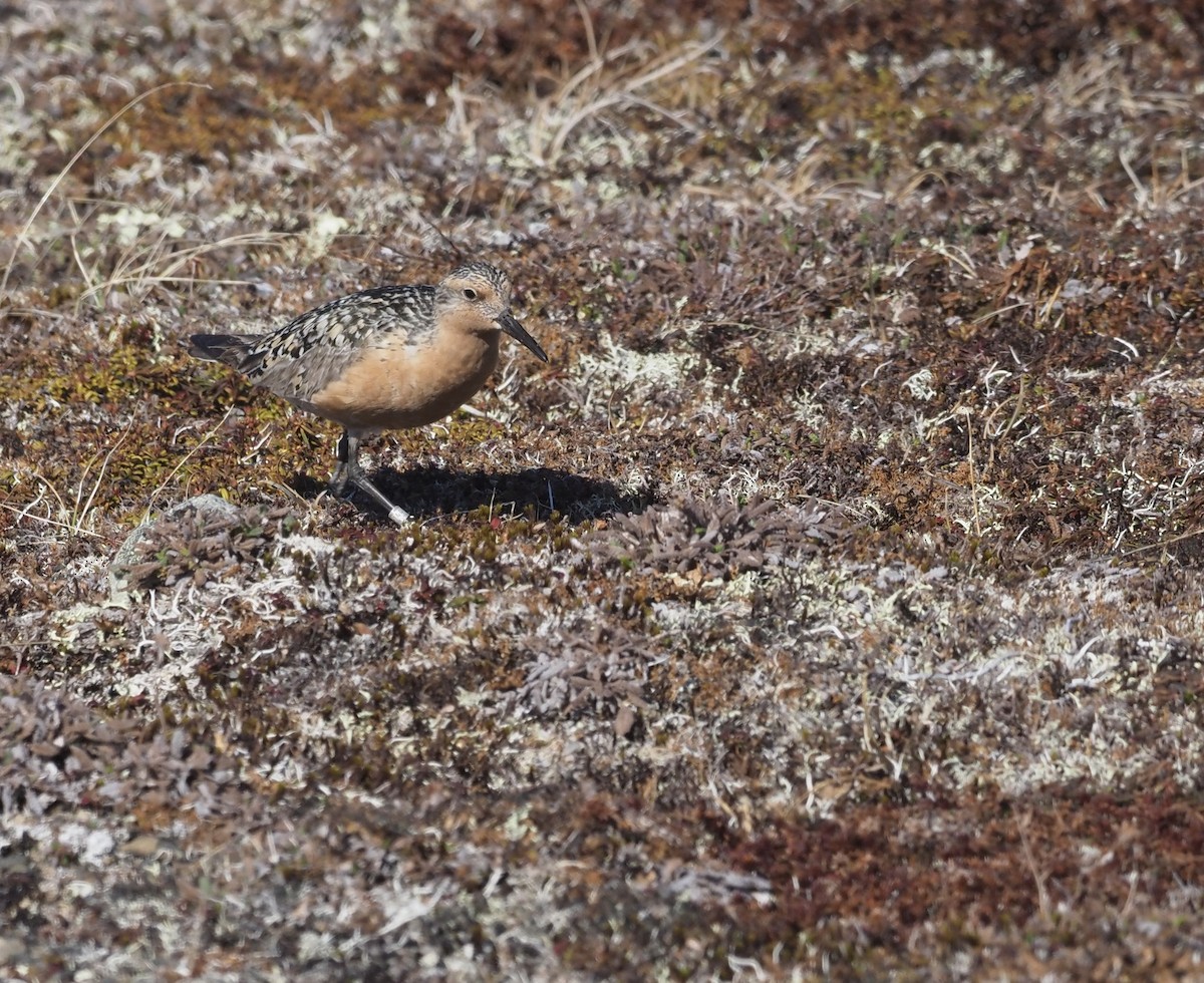 Red Knot - ML467061231