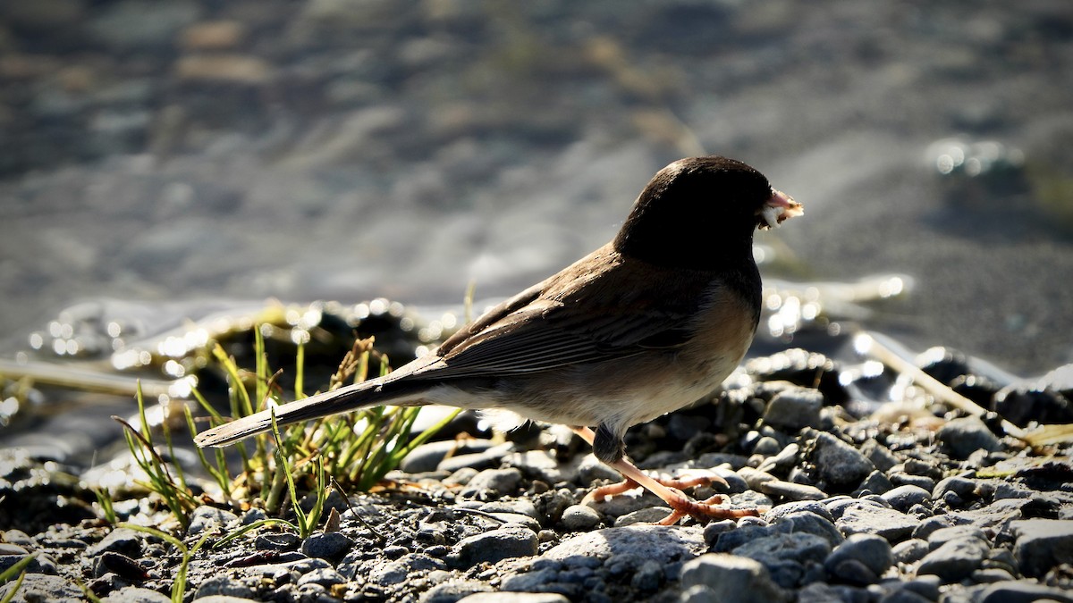 Dark-eyed Junco - ML467061531