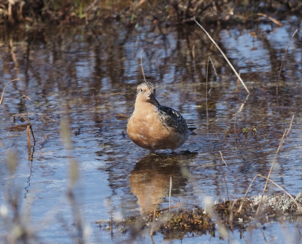 Red Knot - ML467061711