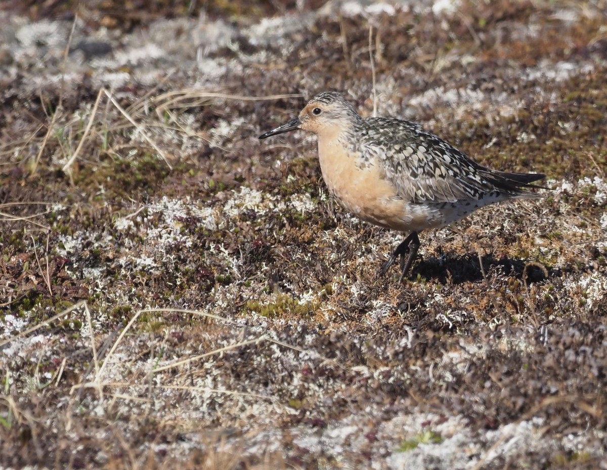 Red Knot - ML467061761