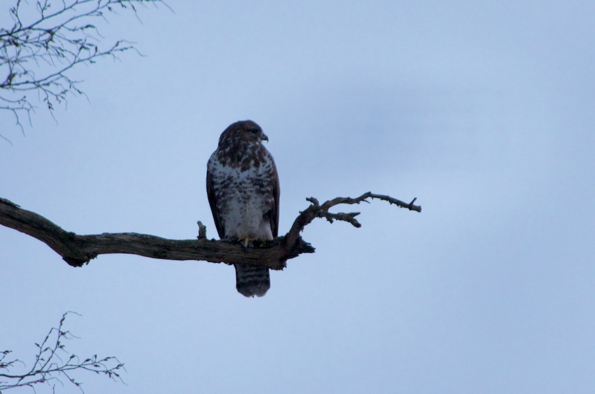 Common Buzzard (Western) - ML467062931