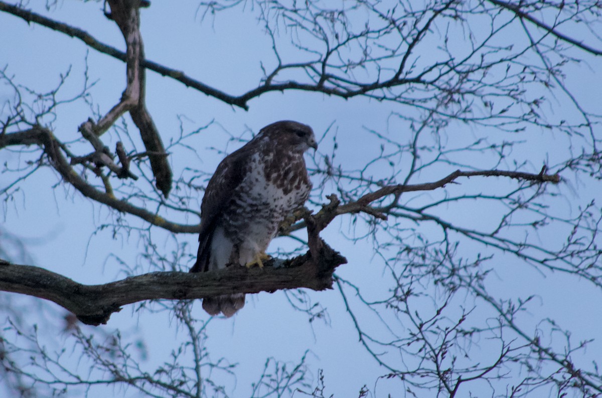 Common Buzzard (Western) - ML467062941