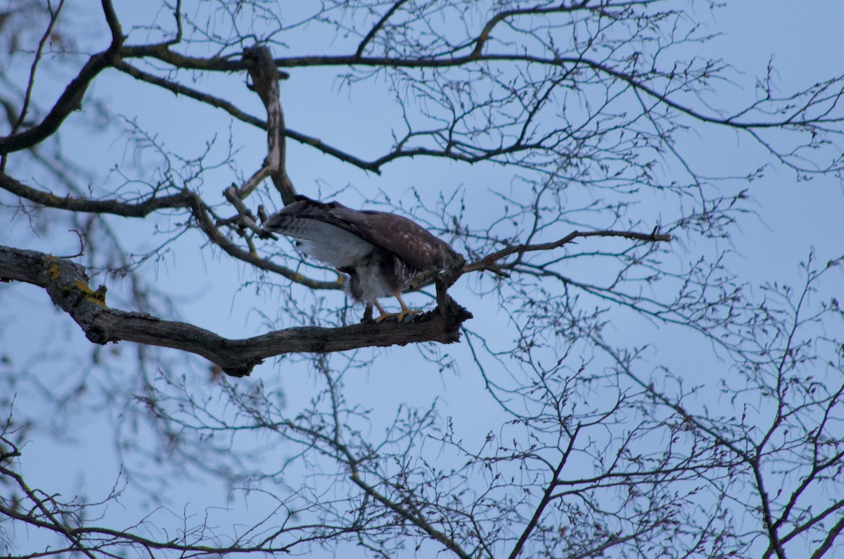 káně lesní (ssp. buteo) - ML467062951