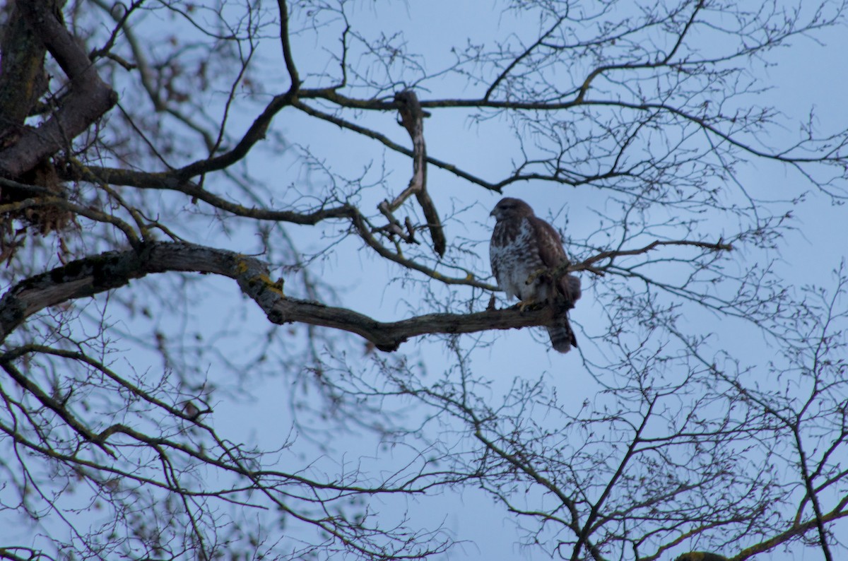 Common Buzzard (Western) - ML467062961