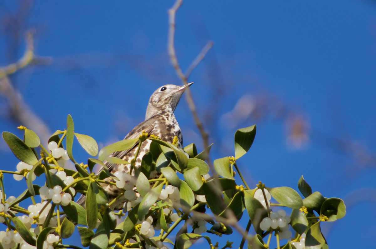 Mistle Thrush - ML467062971