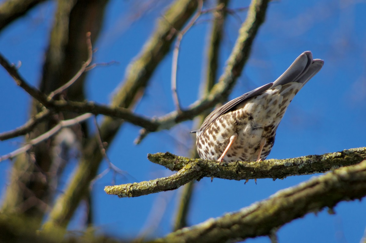 Mistle Thrush - ML467062981