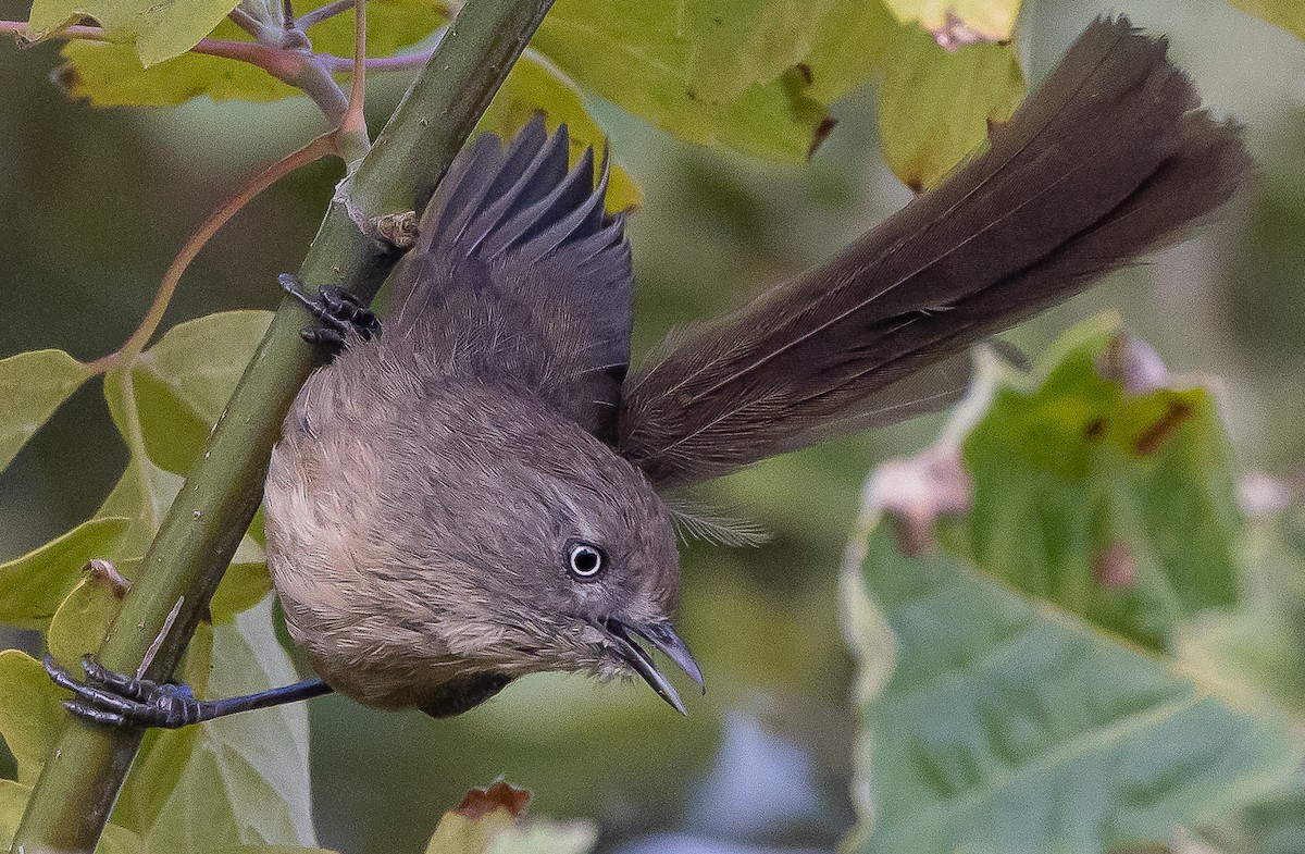 Wrentit - ML467063271