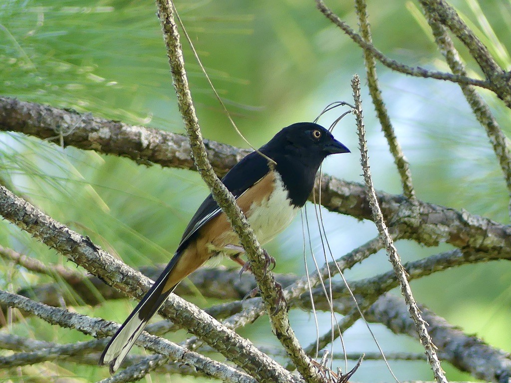 pipilo rudooký (ssp. alleni/rileyi) - ML467063721