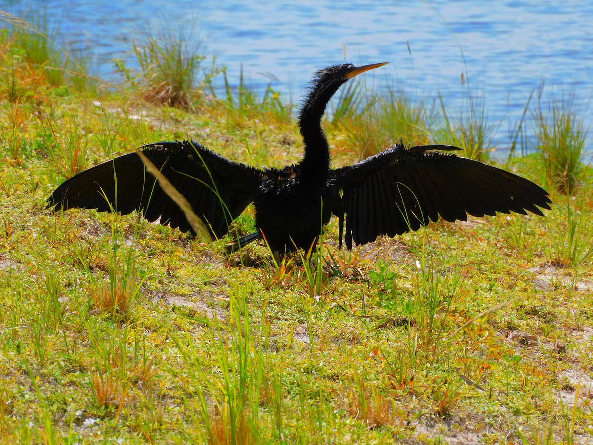 Anhinga - Mark Penkower