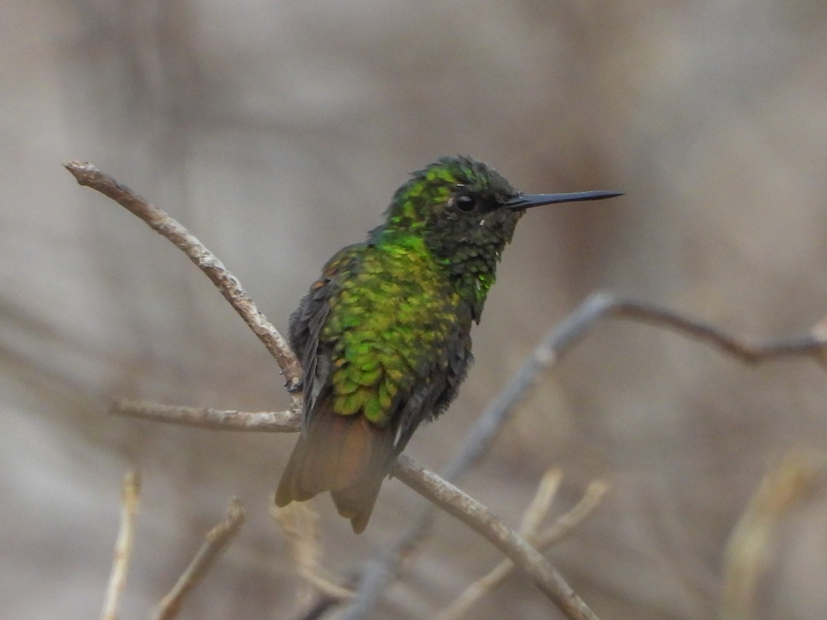 Red-billed Emerald - ML467064401