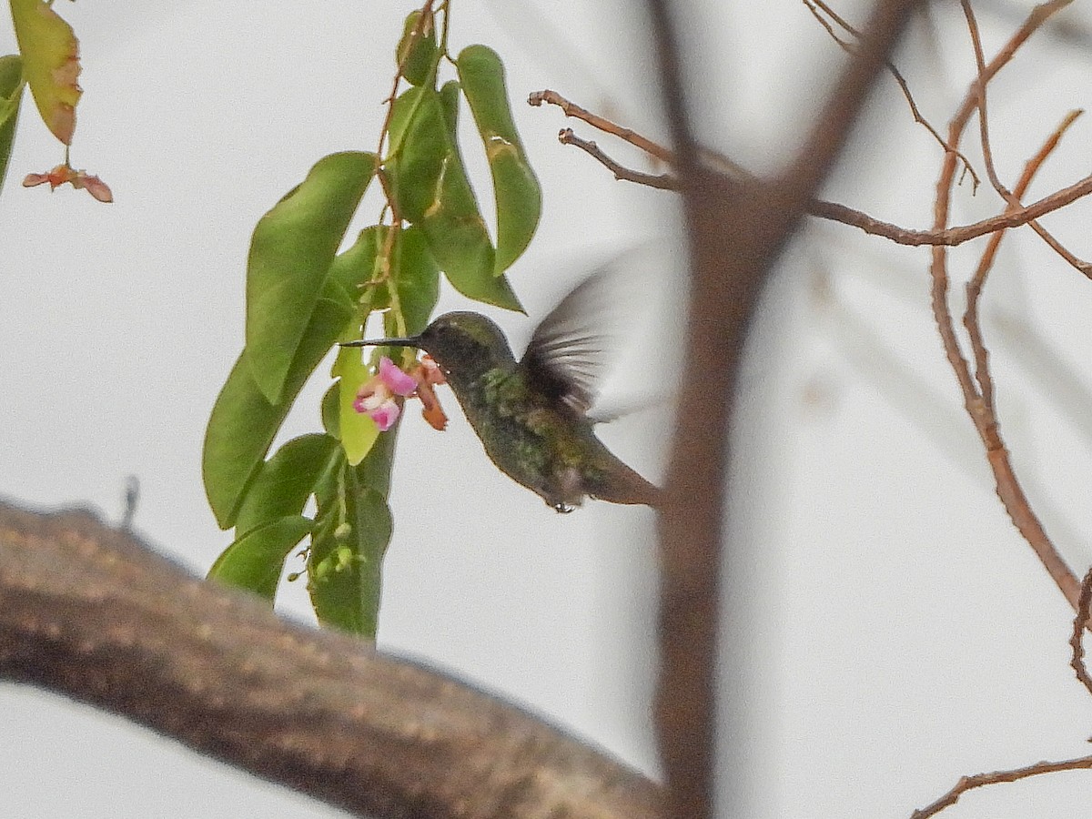 Red-billed Emerald - ML467064411