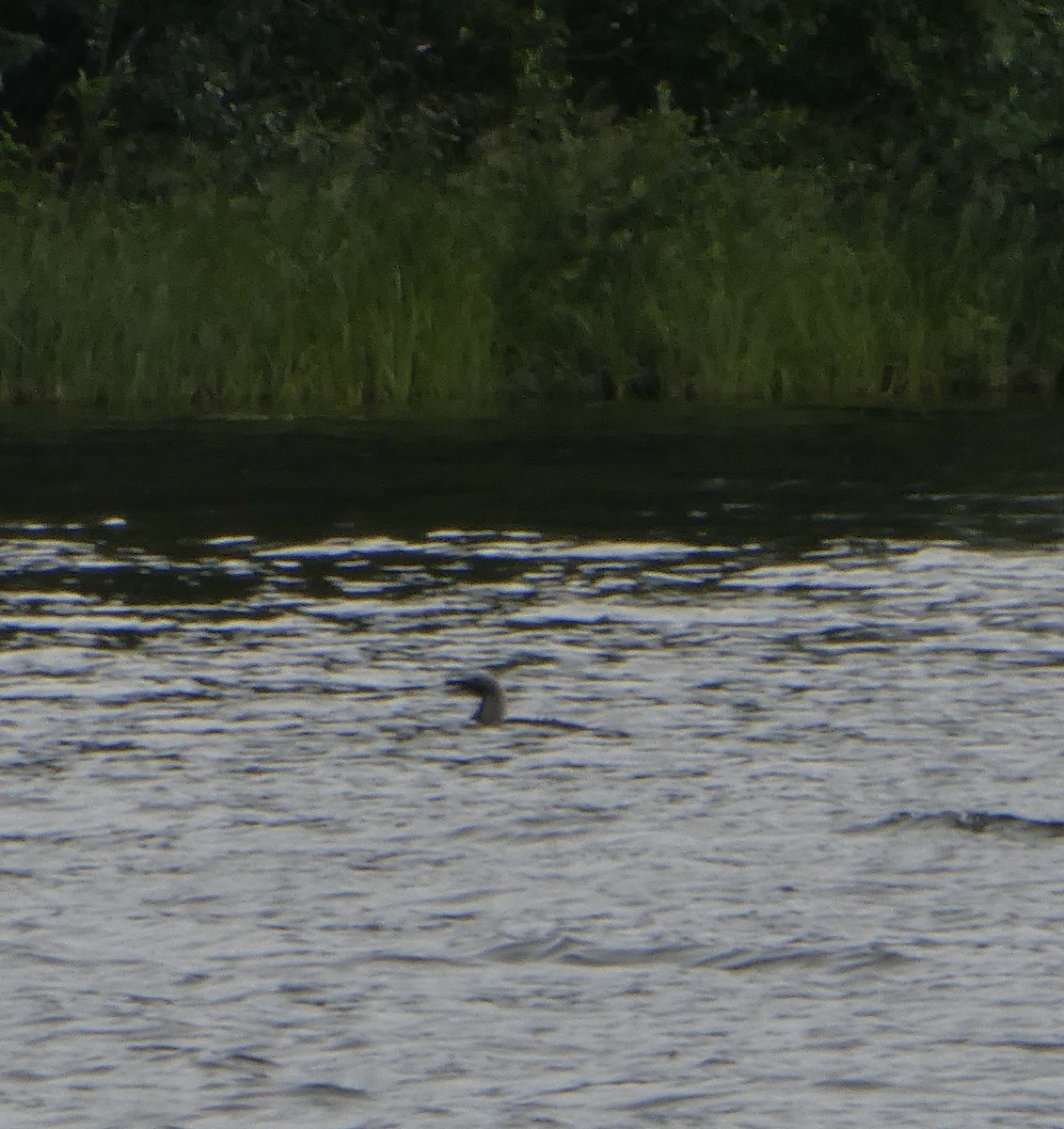 Pacific Loon - ML467065001