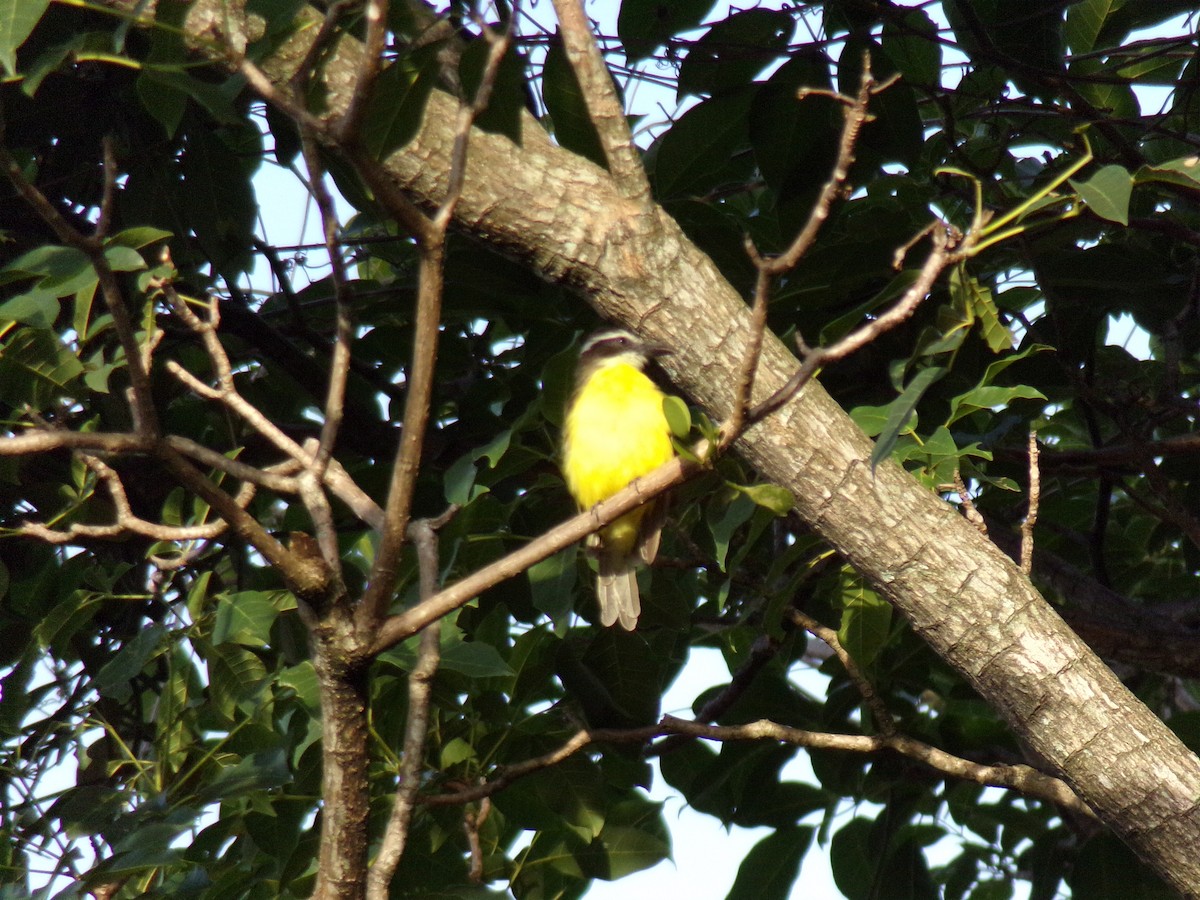 Great Kiskadee - ML467065121