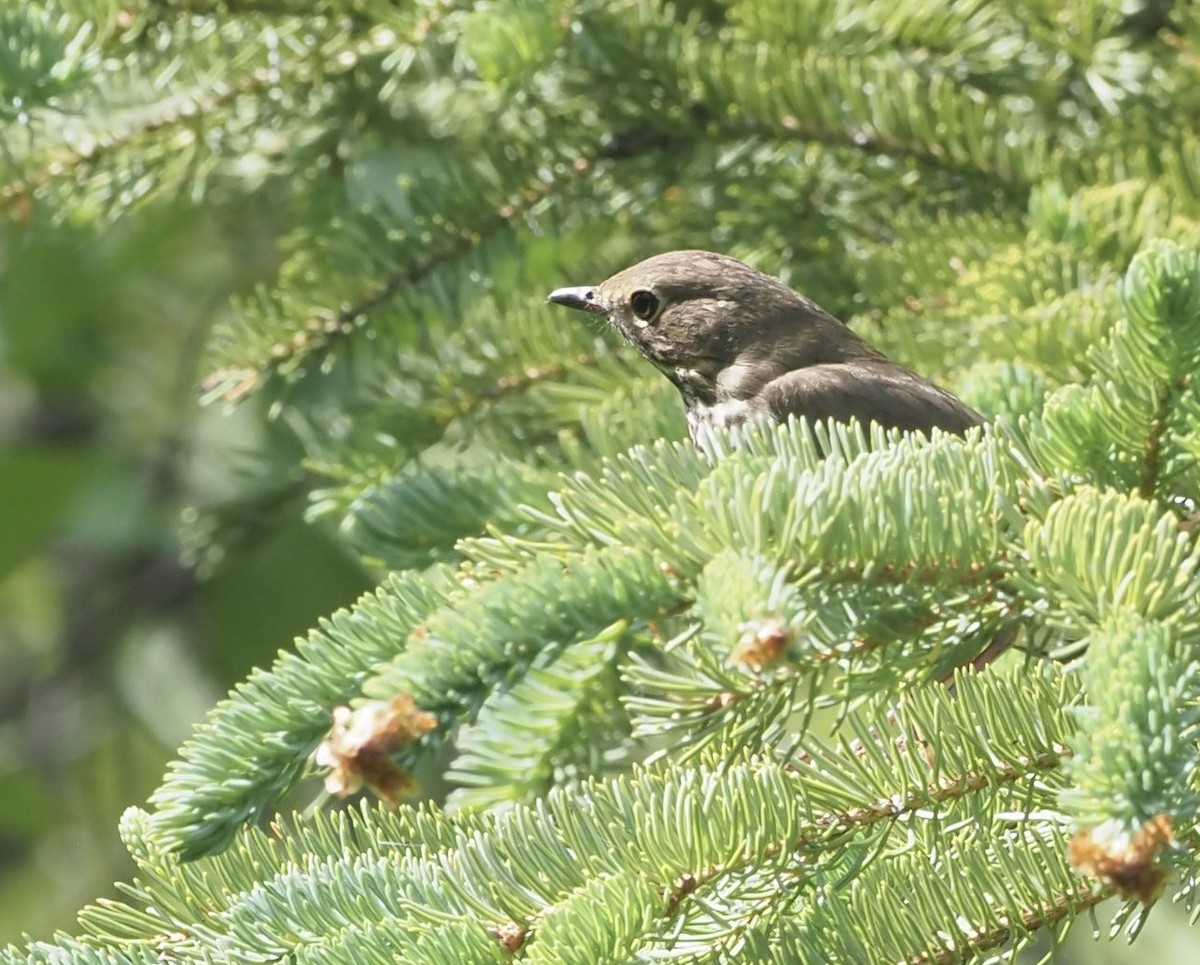 Swainson's Thrush - ML467067771