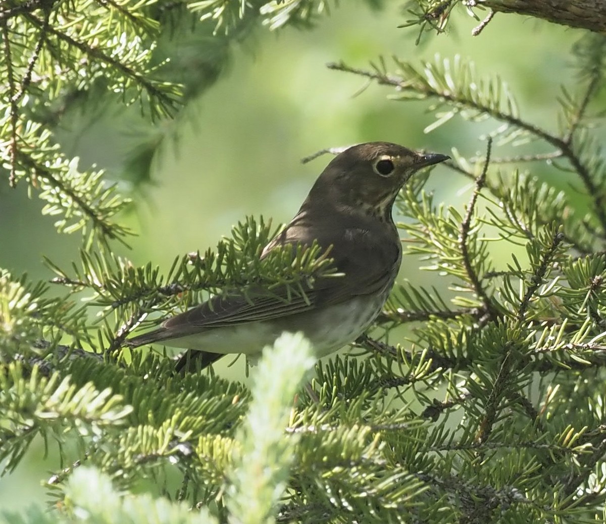 Swainson's Thrush - Bob Foehring