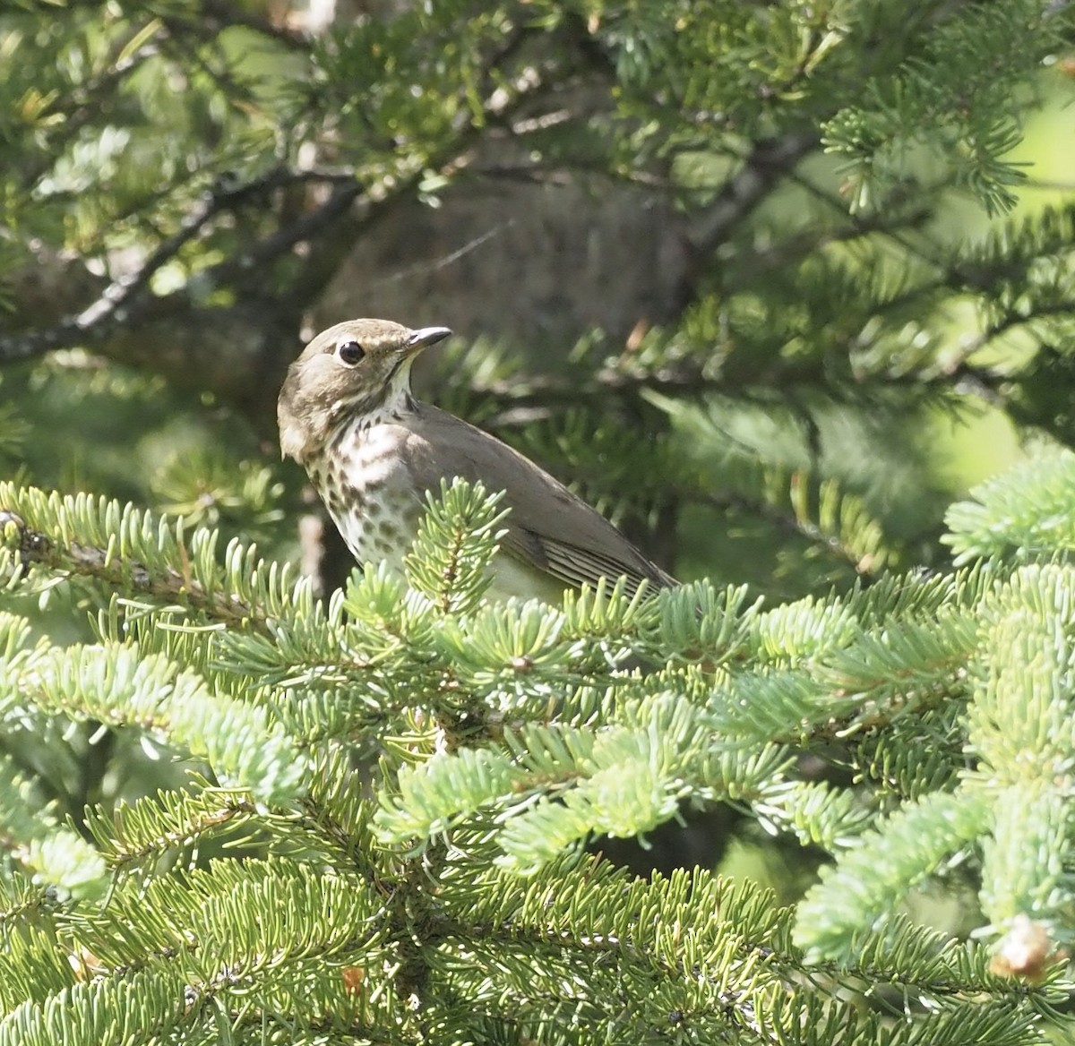 Swainson's Thrush - ML467067901