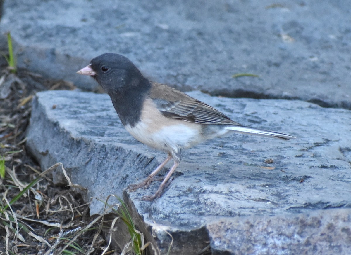 Dark-eyed Junco - M. Rogers