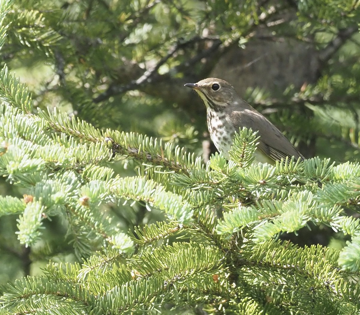 Swainson's Thrush - ML467067941