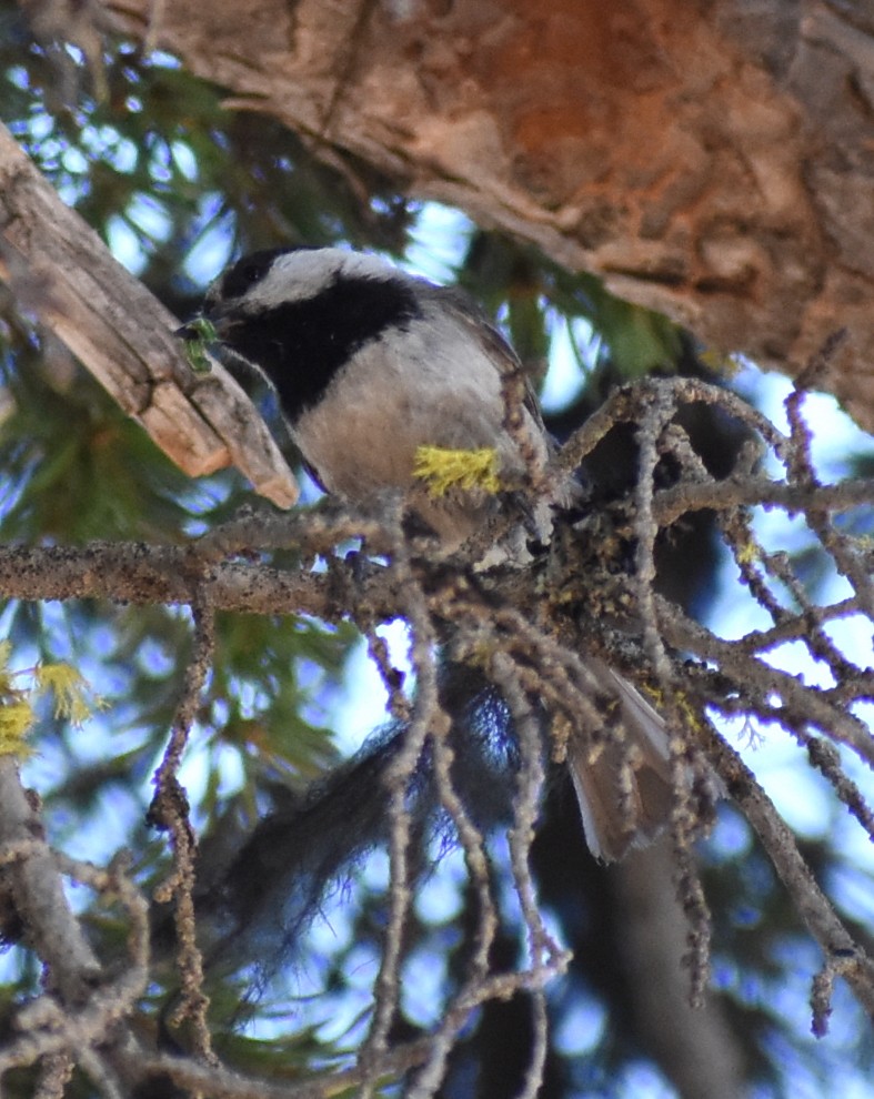 Mountain Chickadee - ML467068061