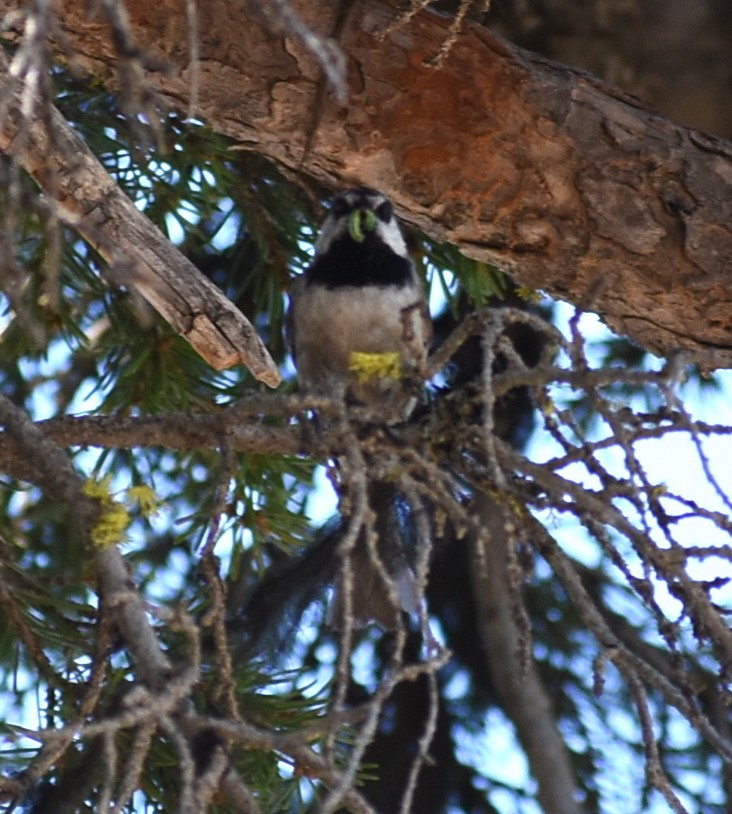 Mountain Chickadee - ML467068081