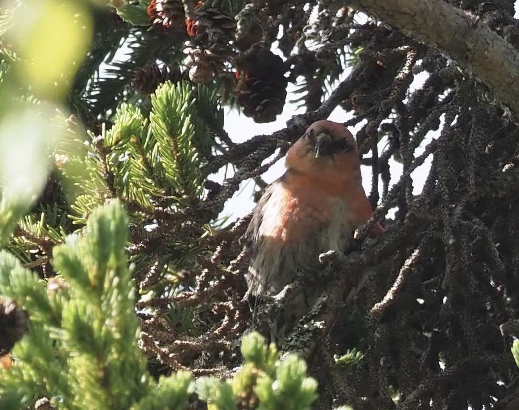 White-winged Crossbill - ML467068361