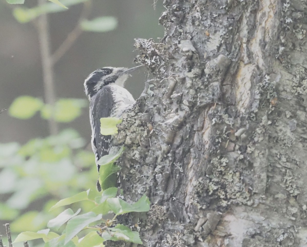 American Three-toed Woodpecker - ML467069061