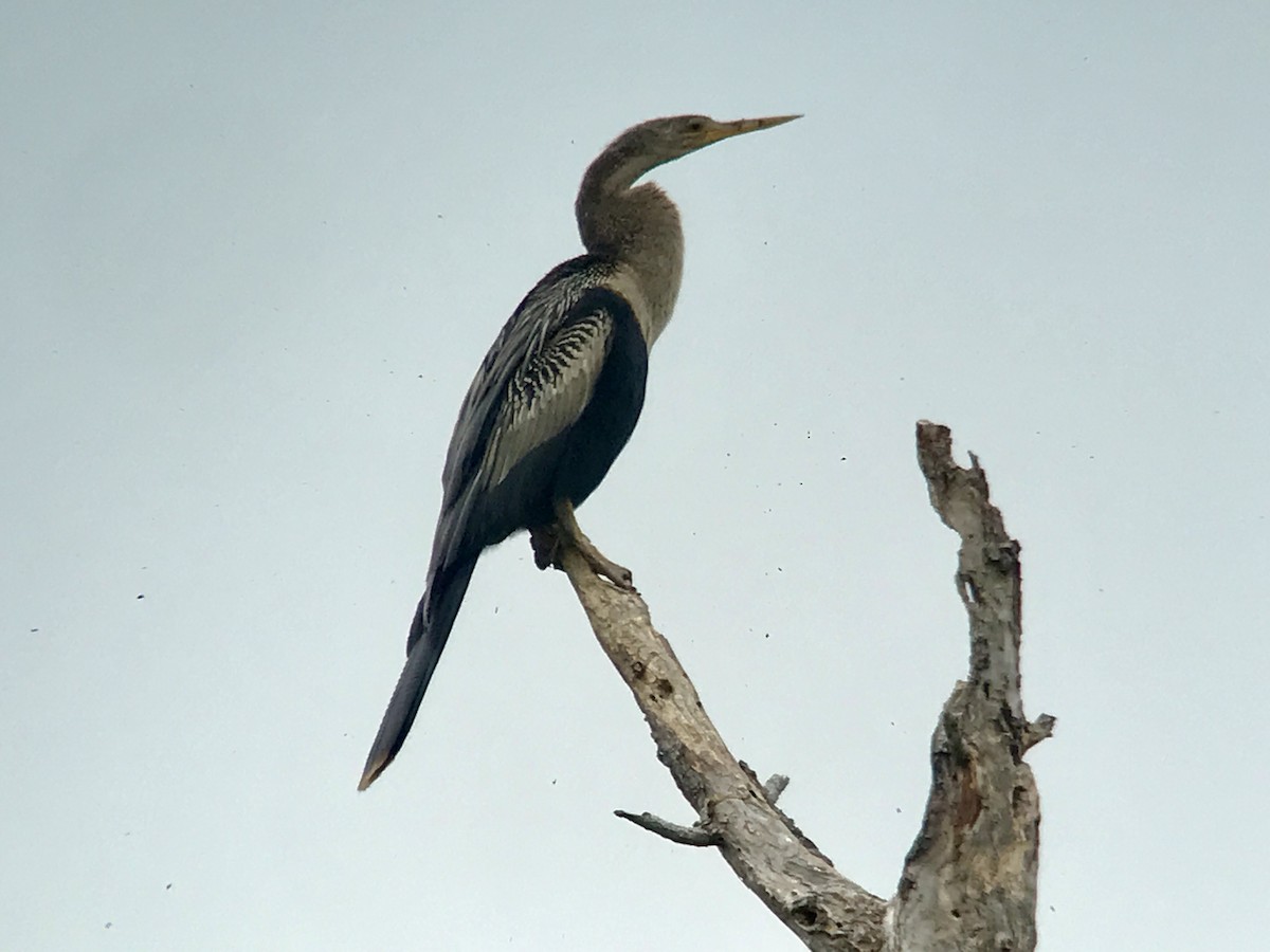 Anhinga - ML467069511
