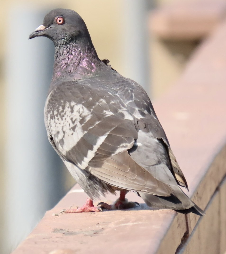 Rock Pigeon (Feral Pigeon) - ML467069751