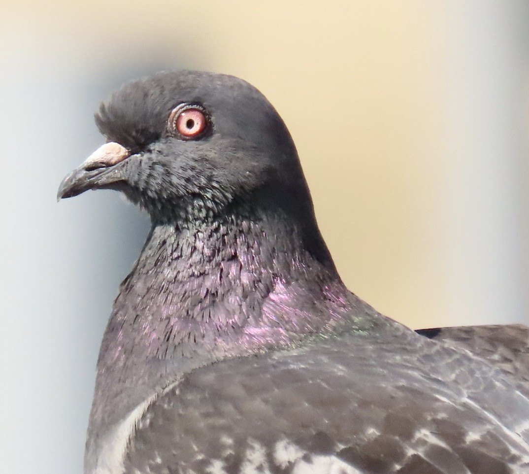 Rock Pigeon (Feral Pigeon) - ML467069761