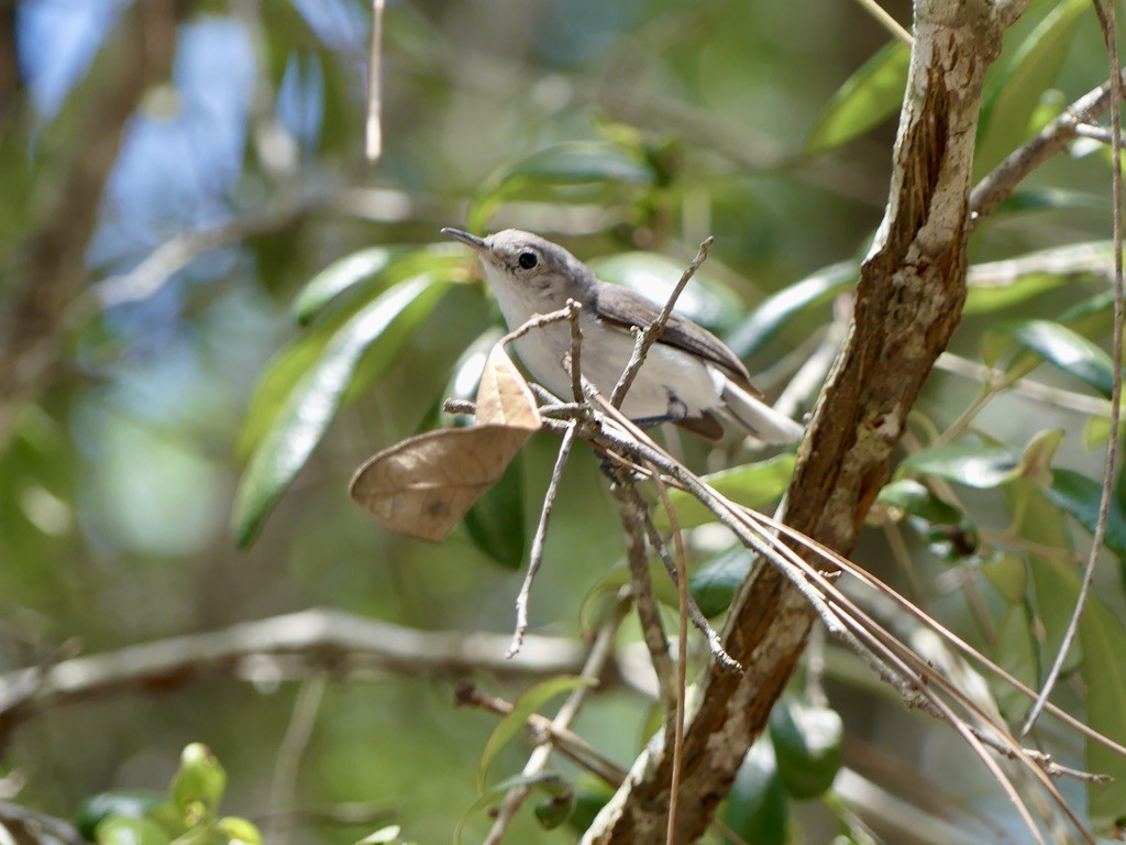 Gökrengi Bitkuşu (caerulea) - ML467070551