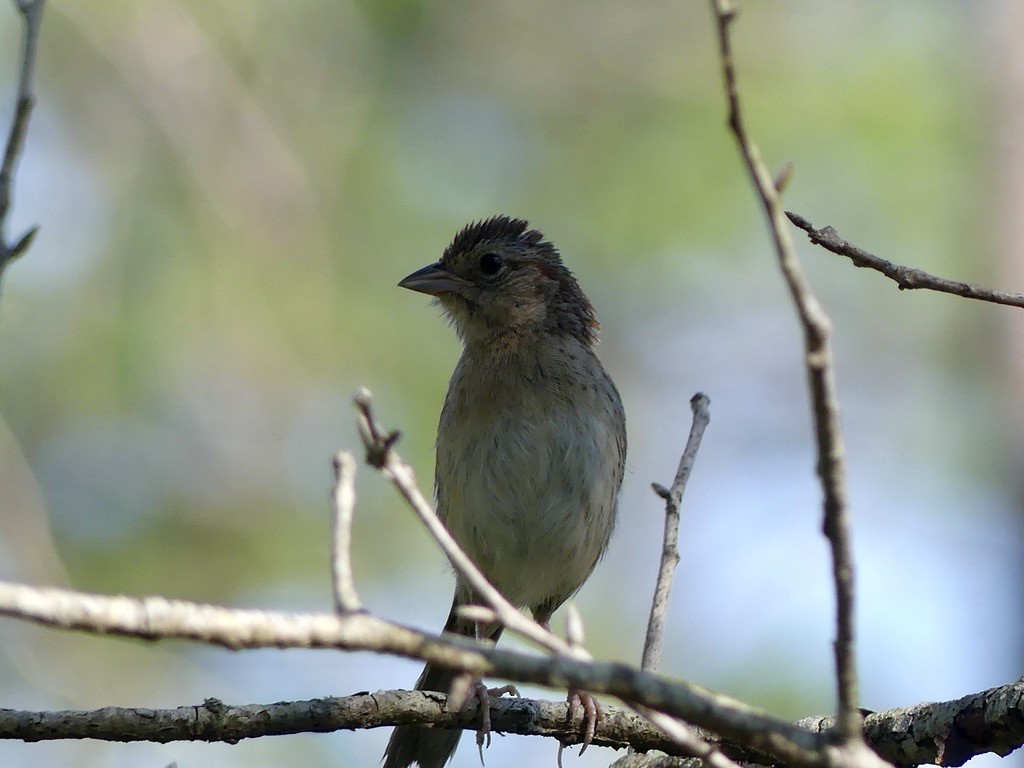 Bachman's Sparrow - ML467070601