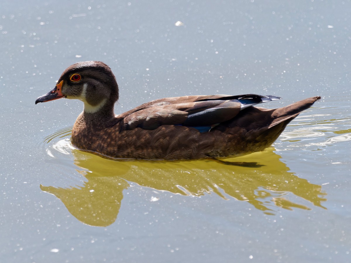 Wood Duck - ML467073501