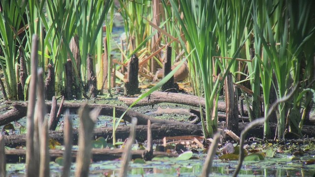 Virginia Rail - ML467074411