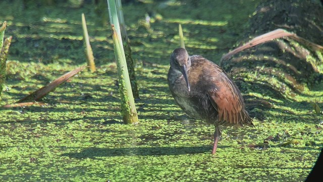 Virginia Rail - ML467074691