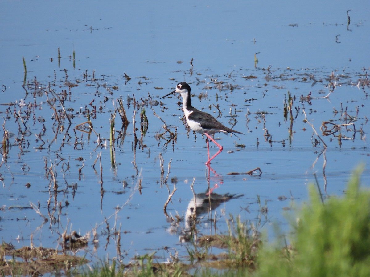 Black-necked Stilt - ML467074821