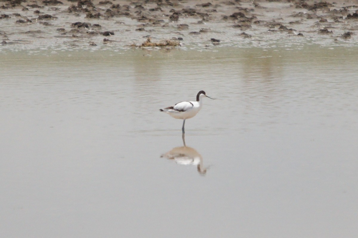 Pied Avocet - ML467075371