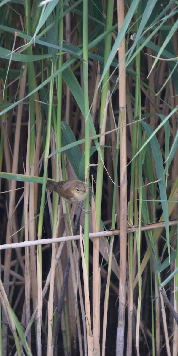 Common Reed Warbler - ML467075411