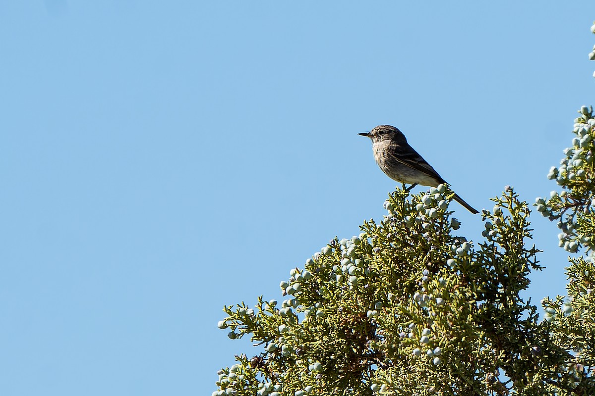 Gray Flycatcher - ML467076021