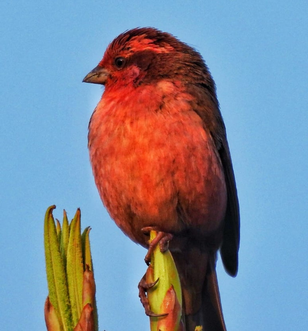 Pink-browed Rosefinch - ML467076321