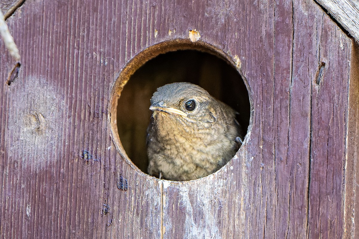 House Wren - ML467076681