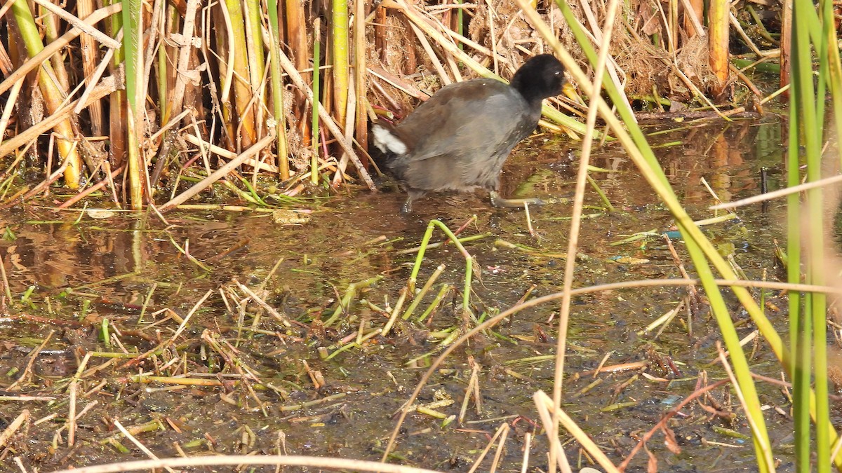 Red-fronted Coot - ML467076711