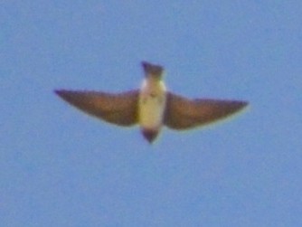 Cliff Swallow - ML467076911