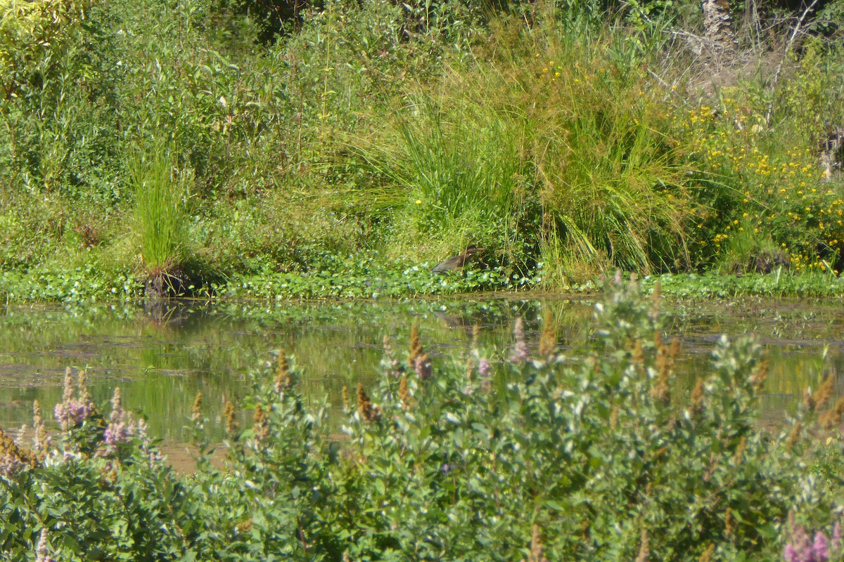 Green Heron - ML467078501
